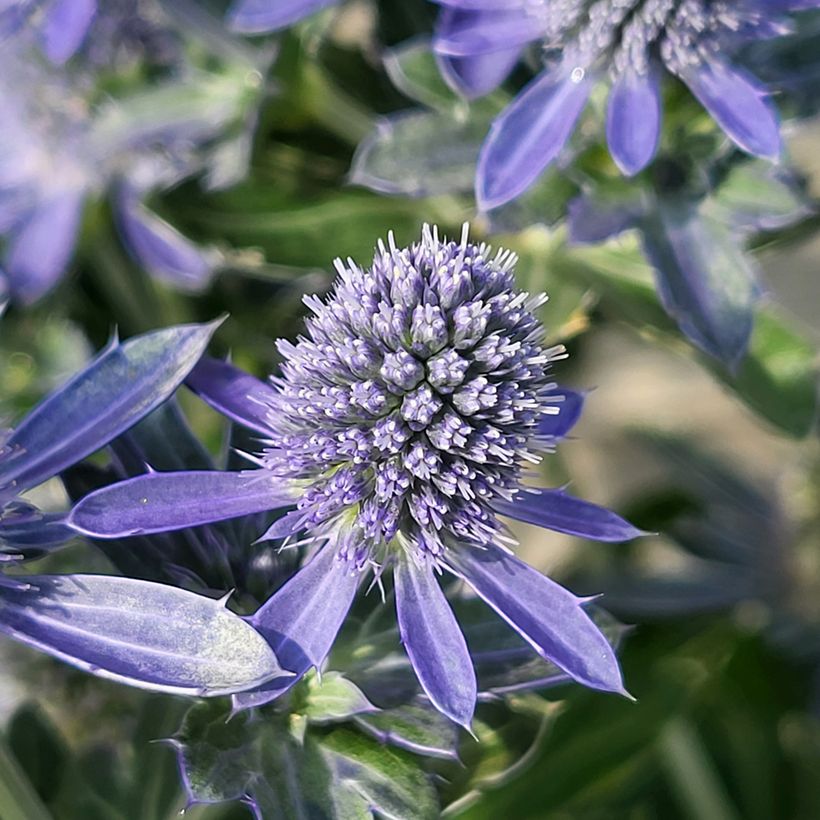 Eryngium Grumpy - Panicaut (Floraison)