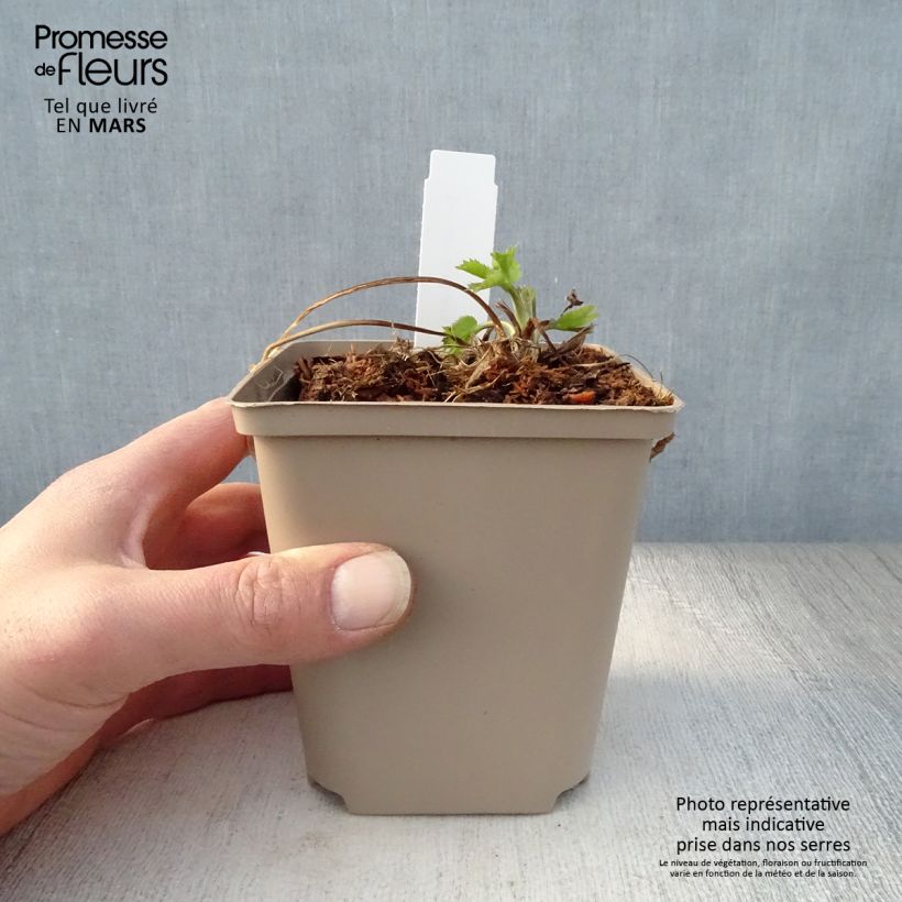 Example of Eryngium Jos Eijking® - Eryngium 'Sapphire Blue' - Panicaut Godet de 8/9 cm as you get in printemps