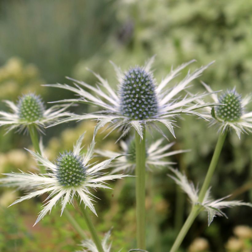 Eryngium Jos Eijking® - Eryngium 'Sapphire Blue' - Panicaut (Flowering)