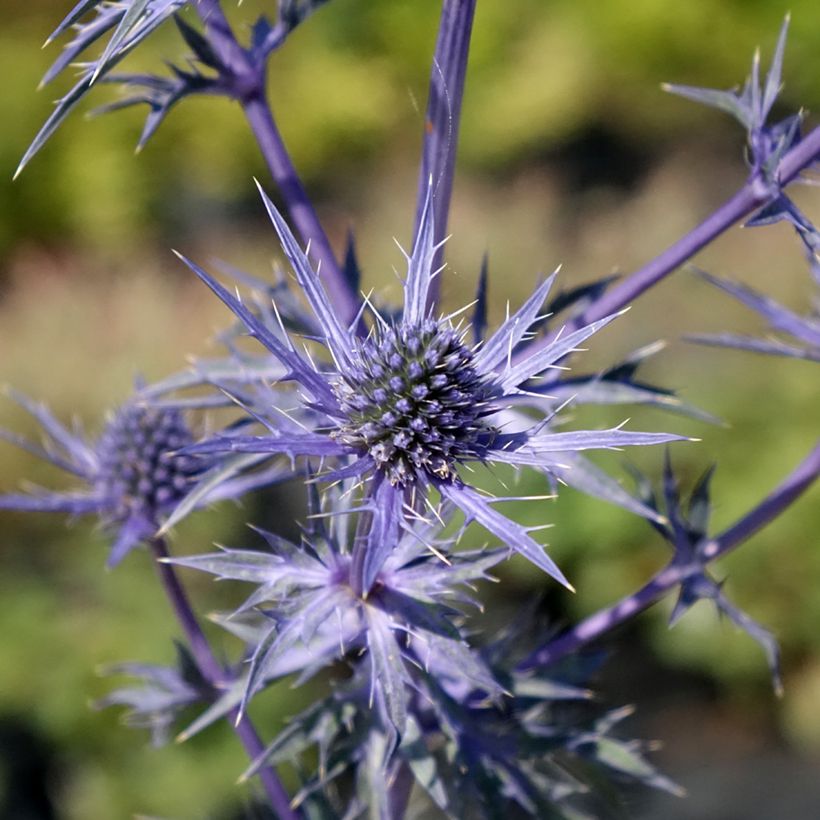 Eryngium Lapis Blue - Panicaut maritime (Flowering)