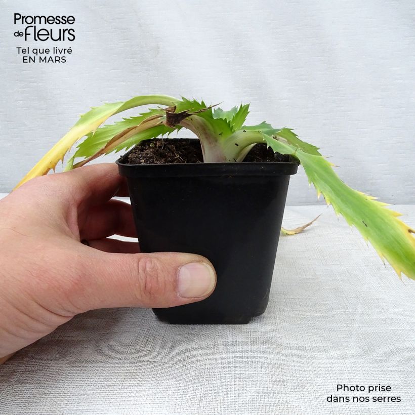 Example of Eryngium agavifolium - Panicaut à feuilles d'Agave Godet de 8/9 cm as you get in printemps