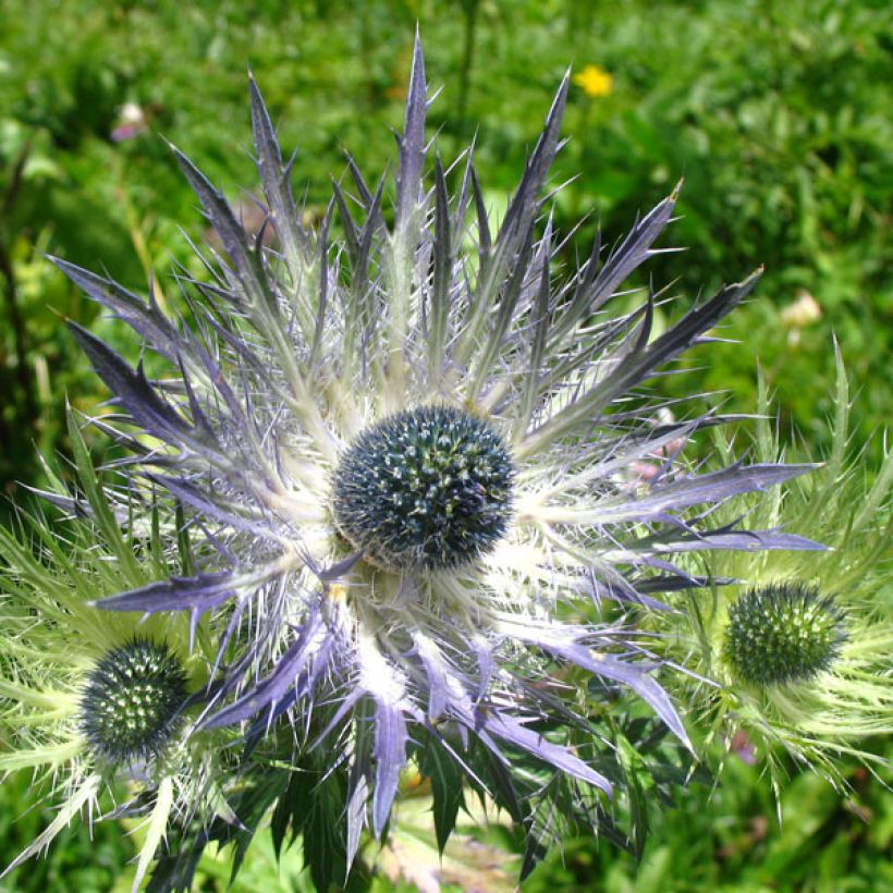Eryngium alpinum Blue Star - Panicaut (Flowering)