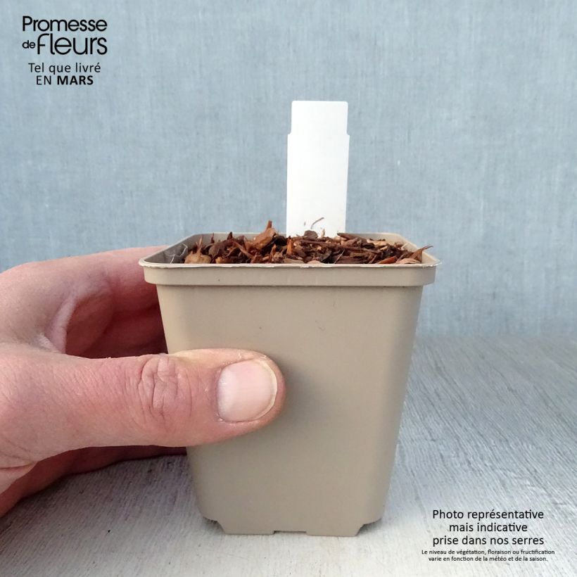 Example of Eryngium alpinum Blue Star - Panicaut Godet de 8/9 cm as you get in printemps