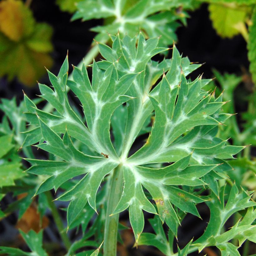 Eryngium bourgatii - Panicaut (Foliage)