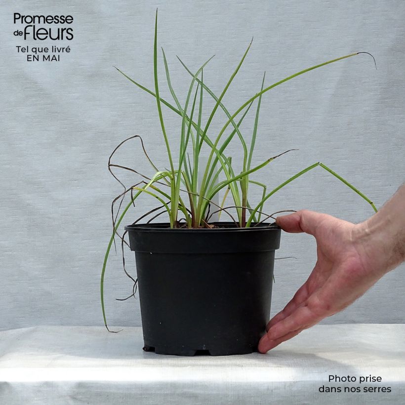 Spécimen de Eryngium ebracteatum. var. poterioides - Panicaut Pot de 2L/3L tel que livré au printemps