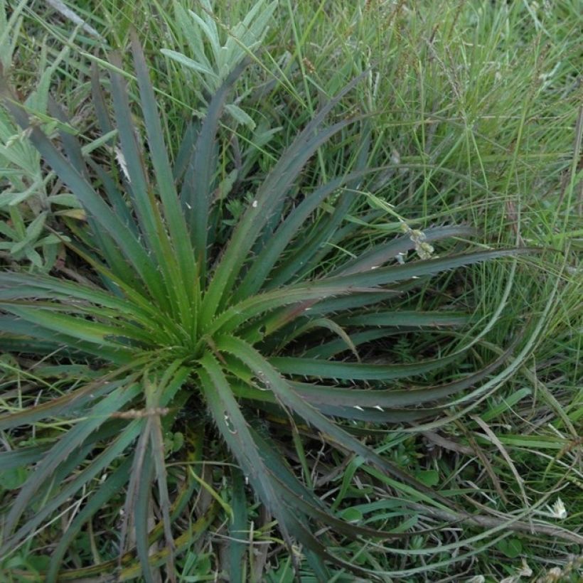 Eryngium horridum, Panicaut (Port)