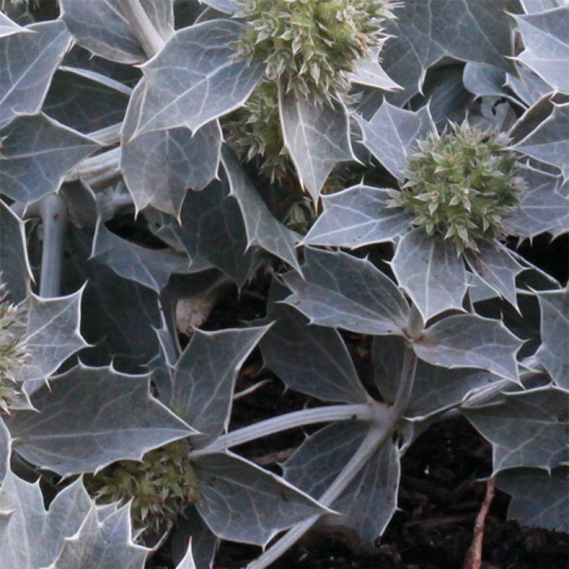 Eryngium maritimum - Panicaut maritime (Foliage)