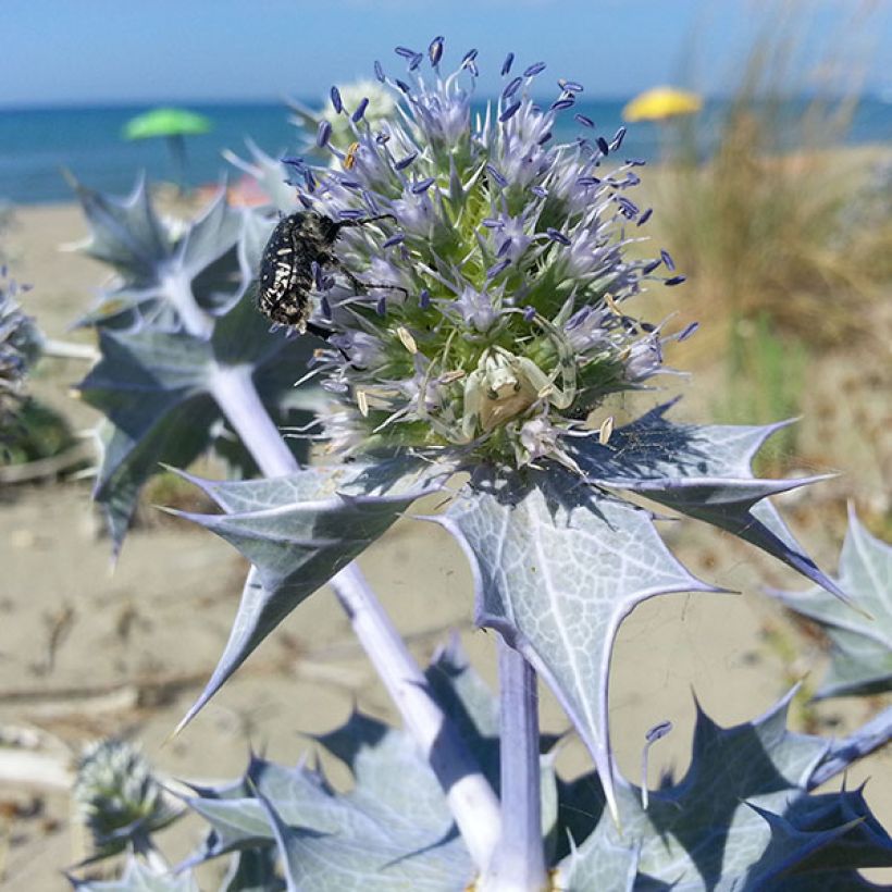 Eryngium maritimum - Panicaut maritime (Flowering)