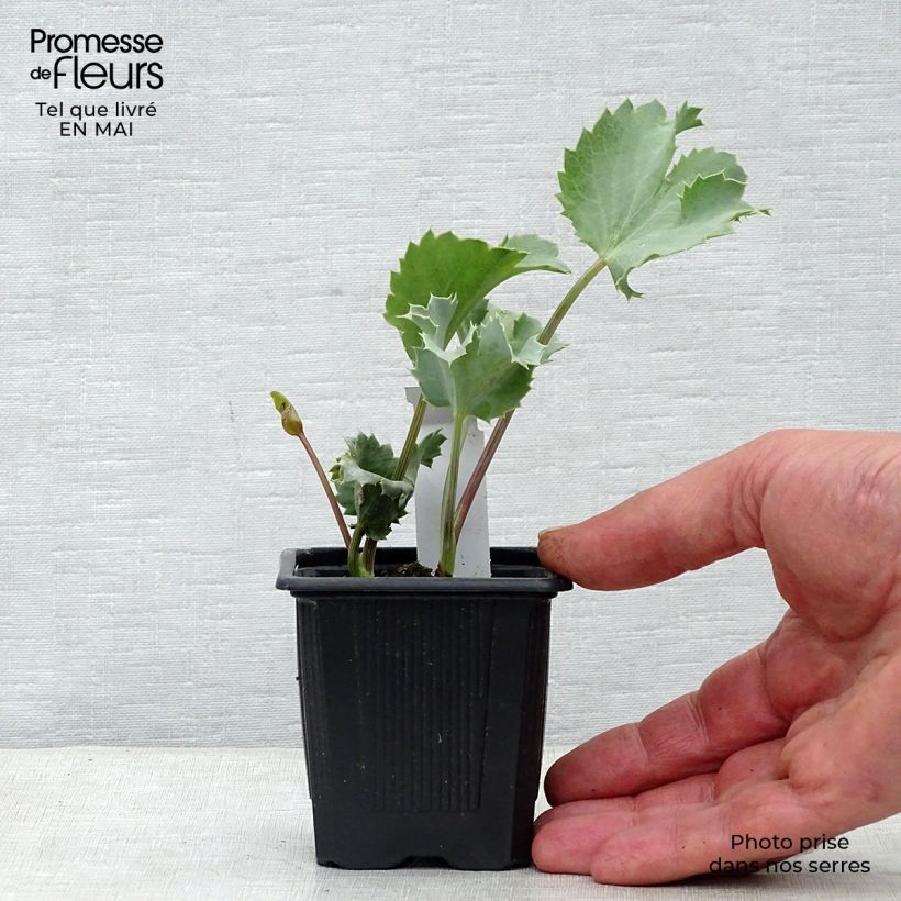 Example of Eryngium maritimum - Panicaut maritime Godet de 8/9 cm as you get in printemps