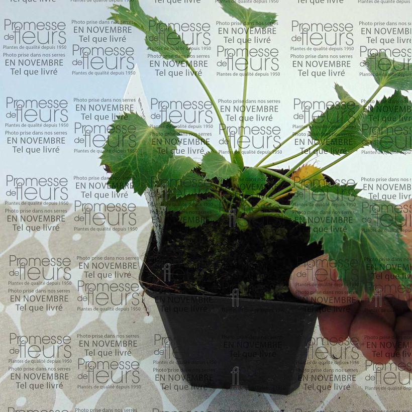 Example of Eryngium oliverianum - Panicaut Godet de 8/9 cm as you get