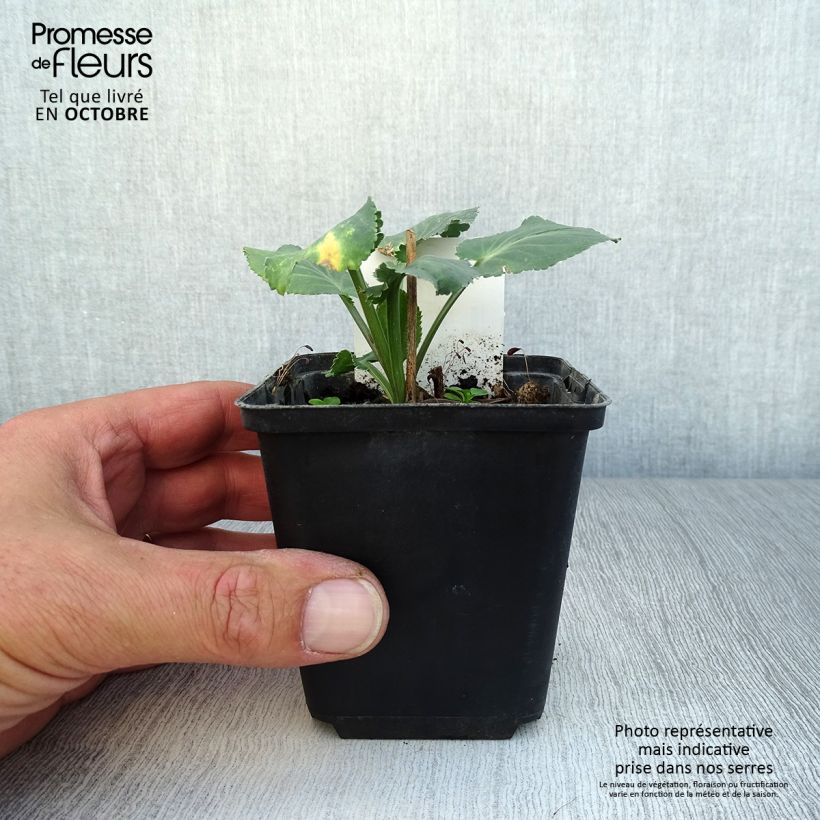 Spécimen de Eryngium planum Blauer Zwerg - Panicaut à feuilles planes Godet de 8/9 cm tel que livré en automne