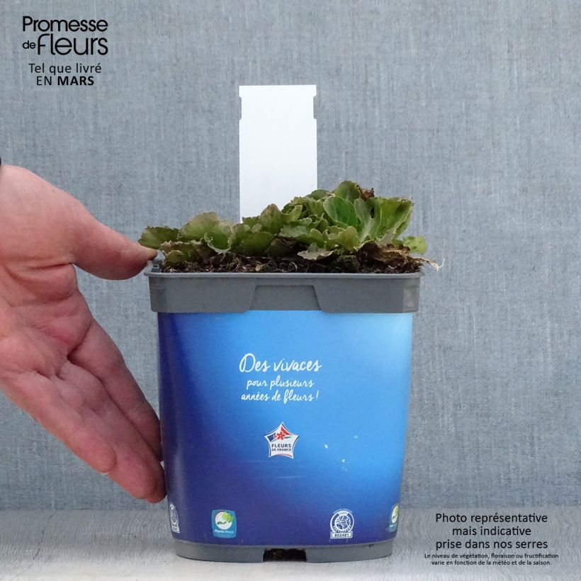 Example of Eryngium planum Blue Hobbit Pot de 2L/3L as you get in printemps