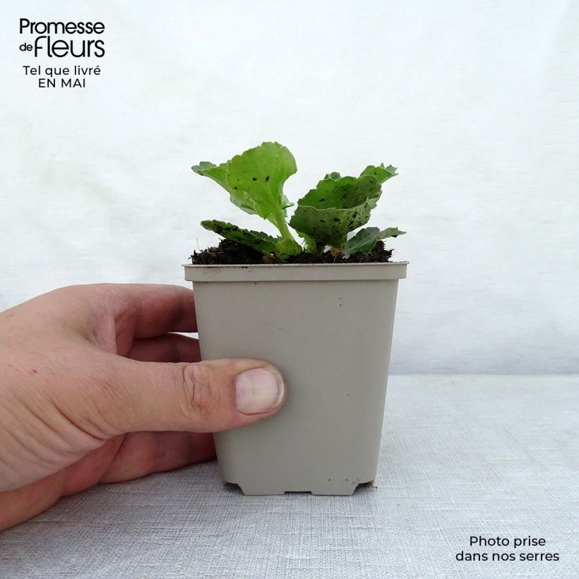 Example of Eryngium planum Blue Hobbit Godet de 8/9 cm as you get in printemps