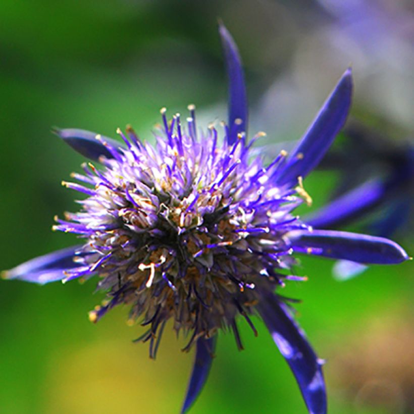 Eryngium planum Jade Frost - Panicaut à feuilles planes panachées (Flowering)