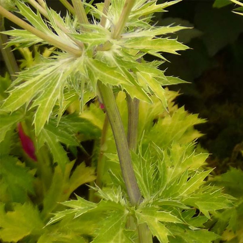 Eryngium planum Neptune's Gold - Panicaut (Foliage)