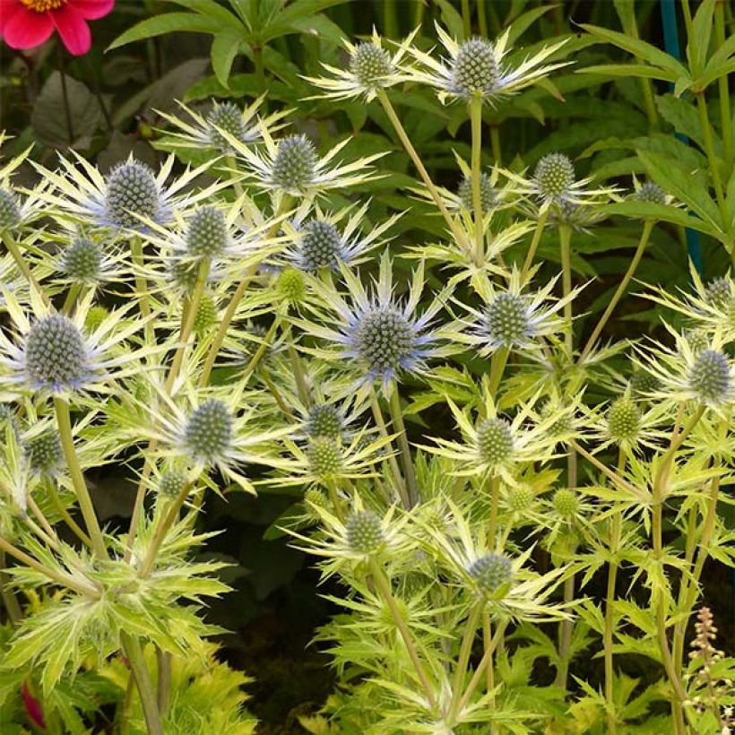 Eryngium planum Neptune's Gold - Panicaut (Plant habit)