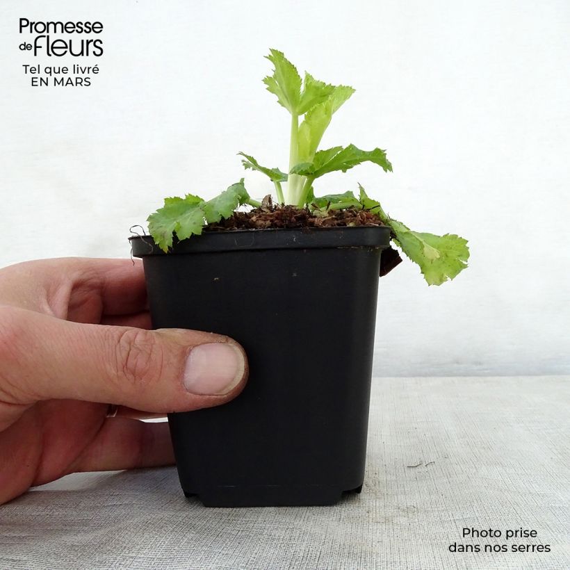 Example of Eryngium planum Neptune's Gold - Panicaut Godet de 8/9 cm as you get in printemps