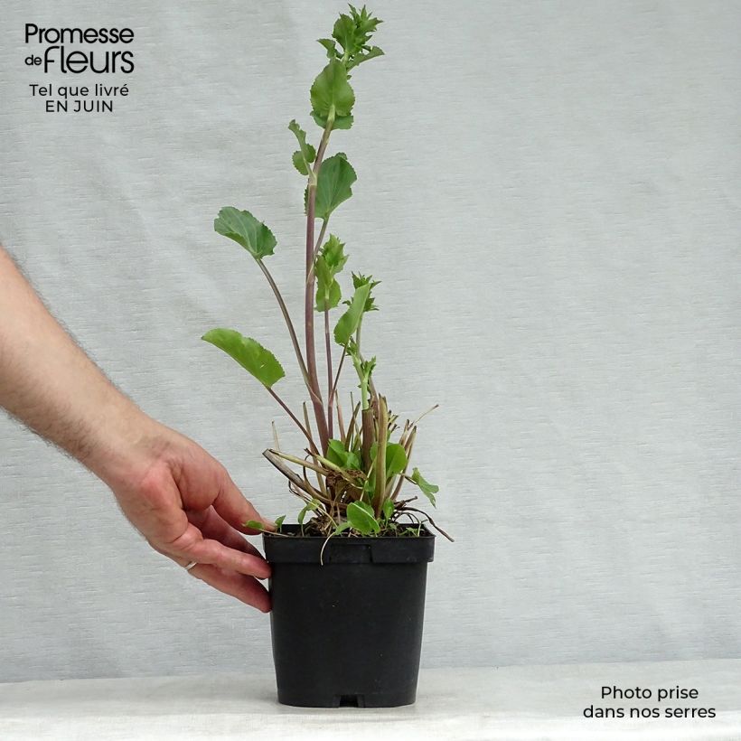 Spécimen de Eryngium planum - Panicaut Pot de 2L/3L tel que livré en été