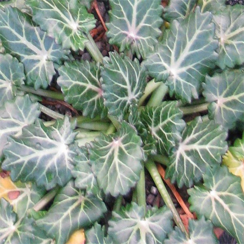 Eryngium variifolium - Panicaut panaché (Foliage)