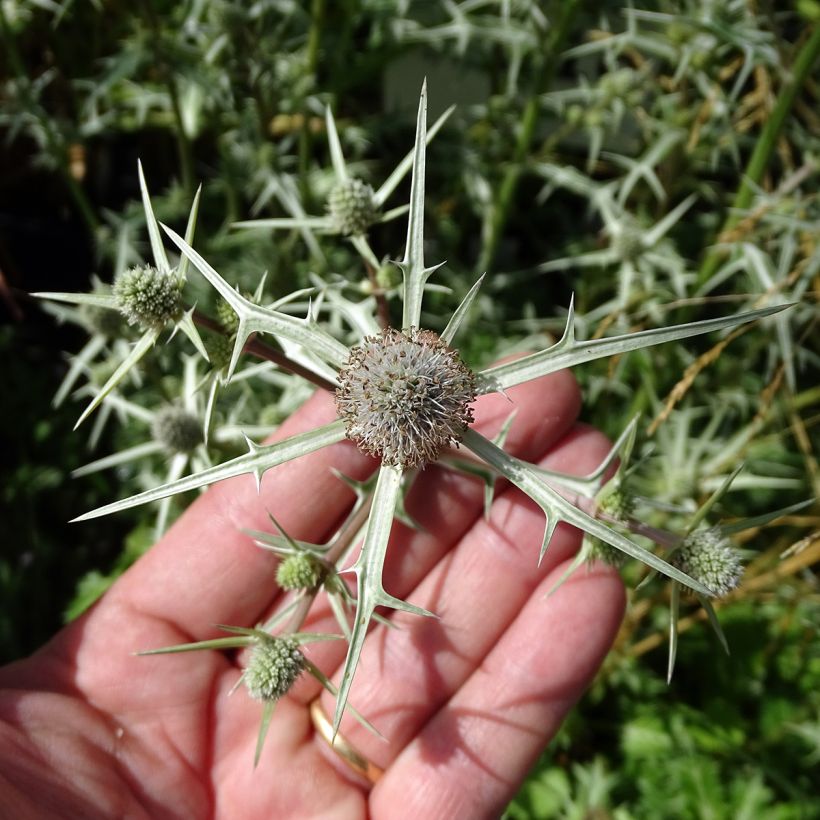 Eryngium variifolium - Panicaut panaché (Flowering)