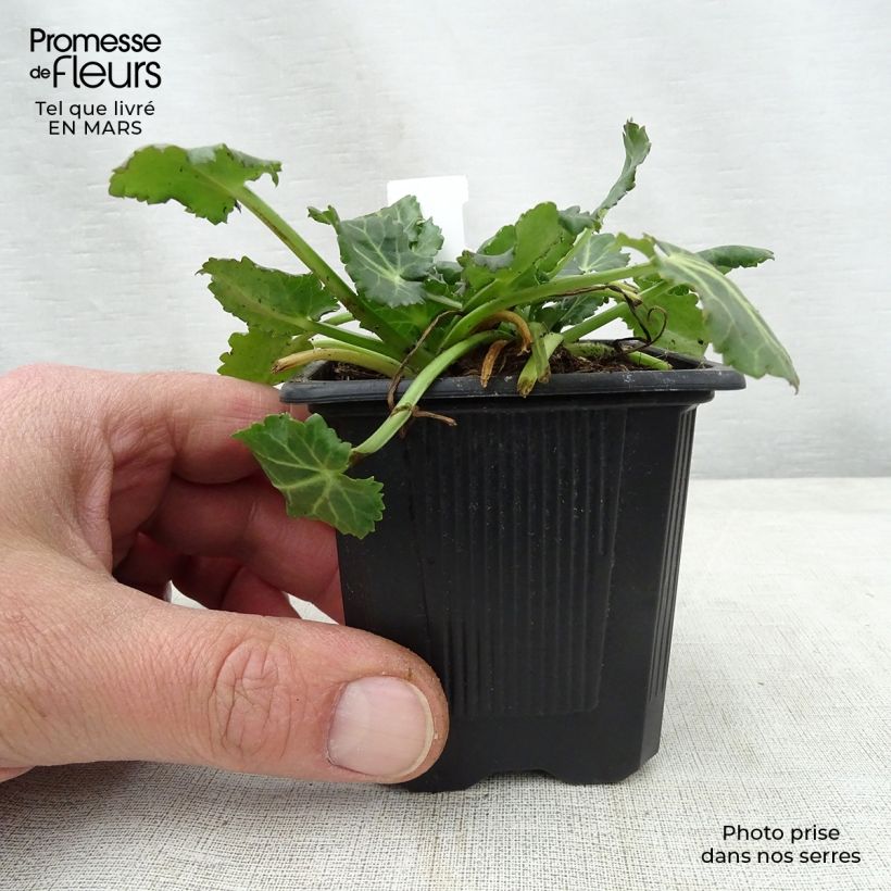 Example of Eryngium variifolium - Panicaut panaché Godet de 8/9 cm as you get in printemps