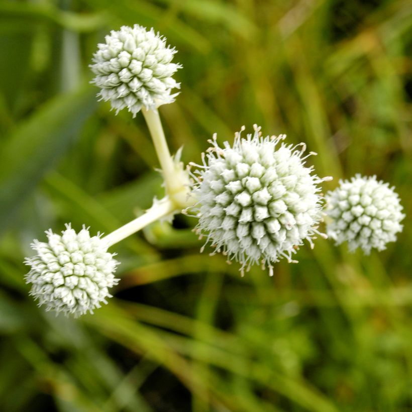Eryngium yuccifolium -  Panicaut (Flowering)