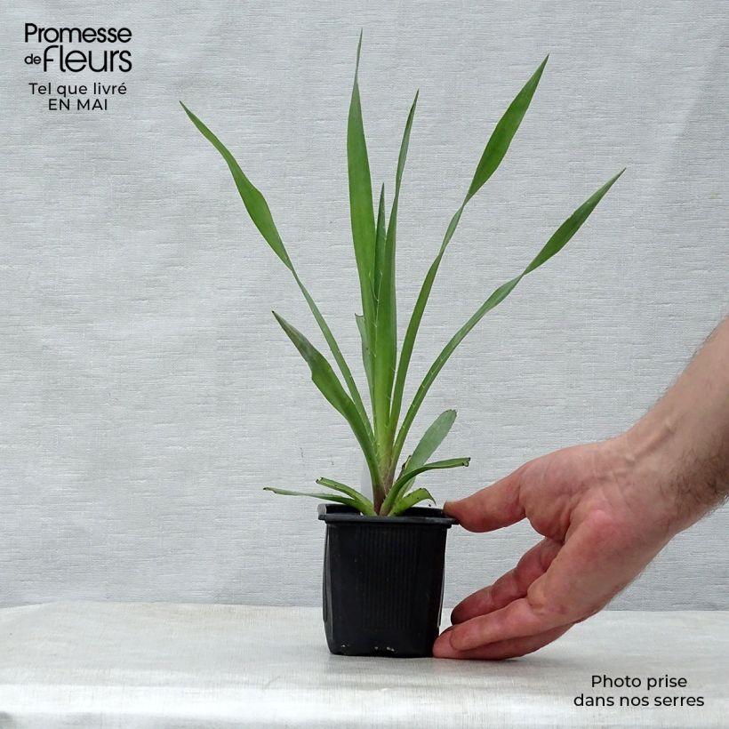 Example of Eryngium yuccifolium -  Panicaut Godet de 8/9 cm as you get in printemps