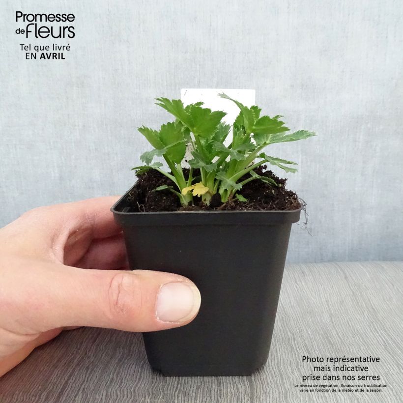 Example of Eryngium zabelii Big Blue - Panicaut Godet de 8/9 cm as you get in printemps