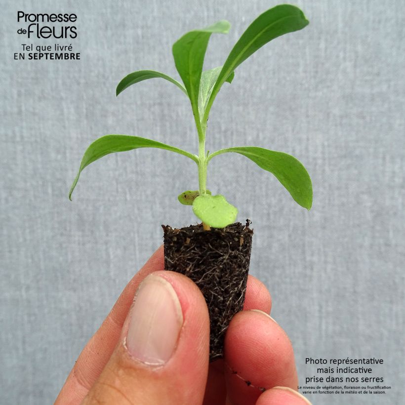 Example of Erysimum Bedder Mélange Mini-motte - Cheiranthus cheiri Mini-motte Ø 1,5/2,5 cm, Plant vert de 3 à 5 cm de haut environ as you get in automne