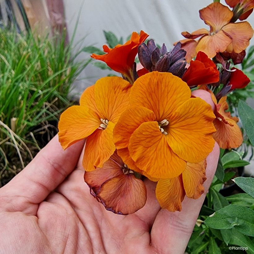 Giroflée vivace - Erysimum Colour Vibe Orange (Flowering)