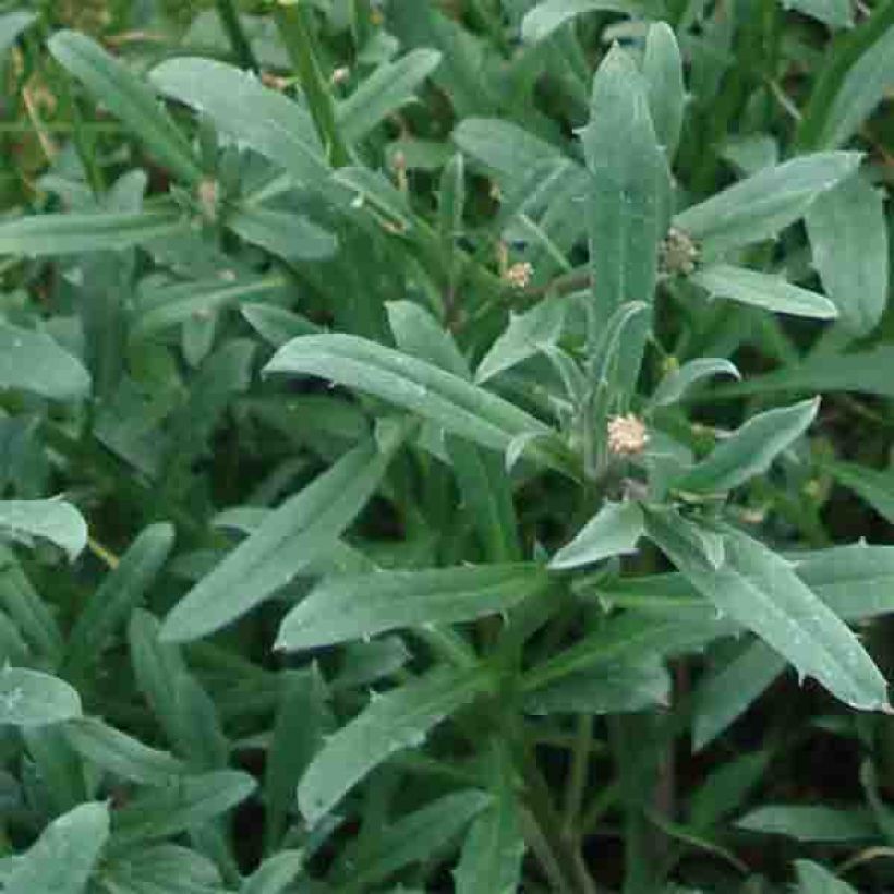 Erysimum Jubilee Gold - Fausse giroflée (Foliage)