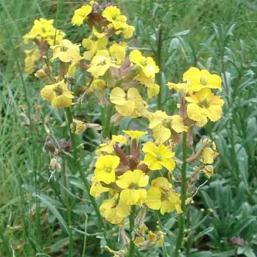 Erysimum Jubilee Gold - Fausse giroflée (Flowering)