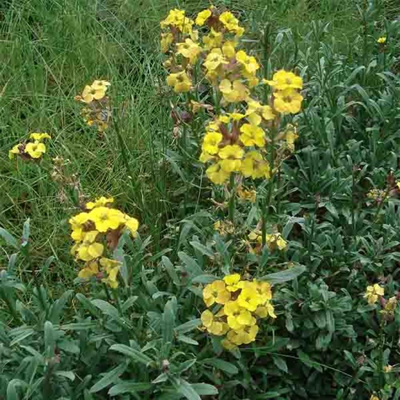 Erysimum Jubilee Gold - Fausse giroflée (Plant habit)
