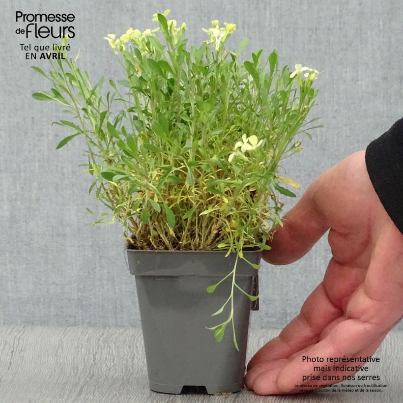 Example of Erysimum Jubilee Gold - Fausse giroflée Godet de 8/9 cm as you get in printemps