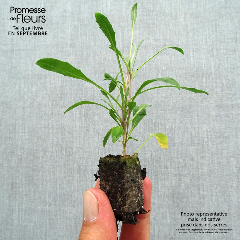 Example of Erysimum Zwerg Jaune - Fausse giroflée naine Mini-motte Ø 3/4 cm as you get in automne