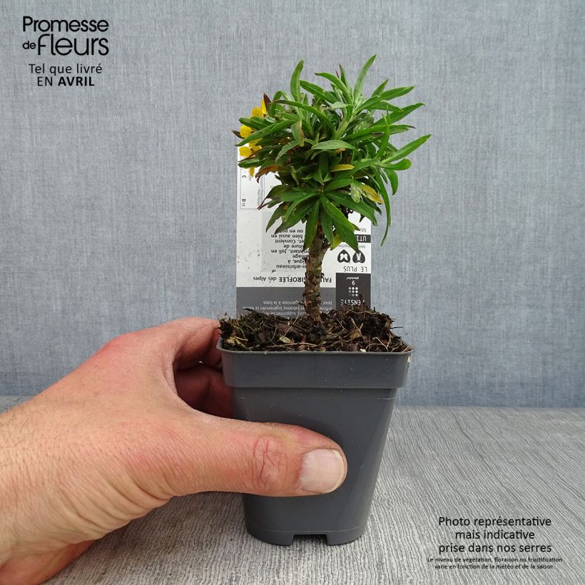 Example of Erysimum alpinum - Fausse giroflée des Alpes Godet de 8/9 cm as you get in printemps