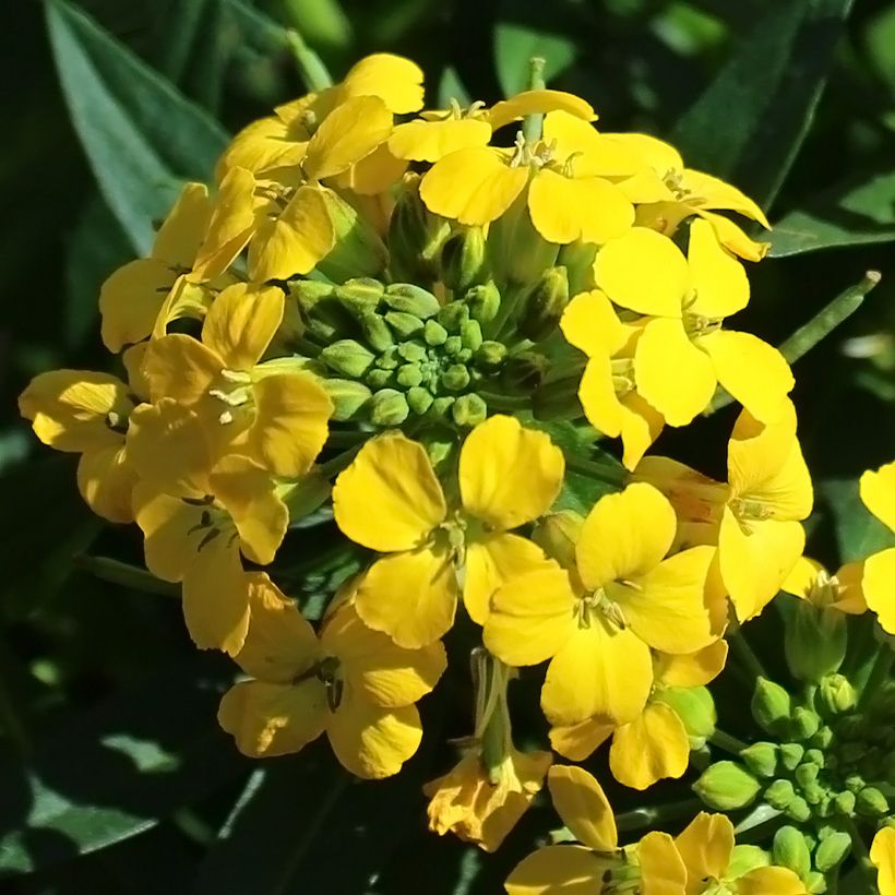 Erysimum alpinum - Fausse giroflée des Alpes (Flowering)