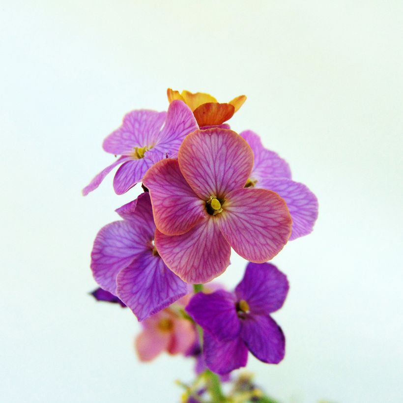Erysimum linifolium Variegatum (Flowering)