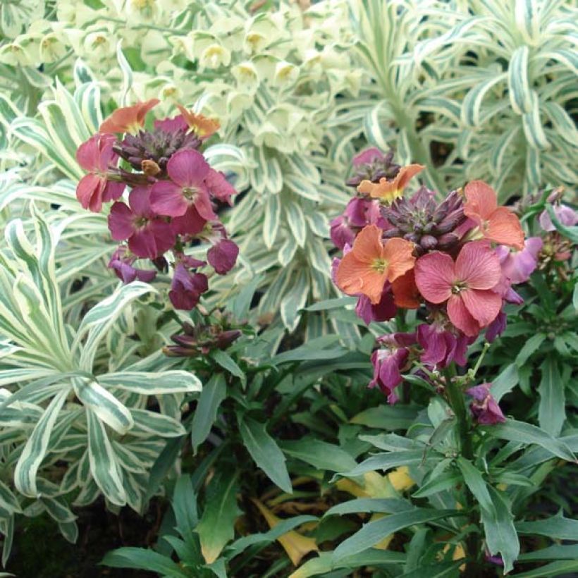 Giroflée - Erysimum Constant Cheer (Plant habit)