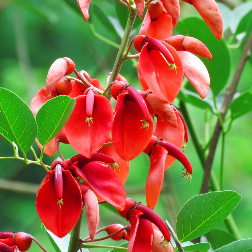 Graines d'Erythrine crête-de-coq - Erythrina crista-galli (Floraison)