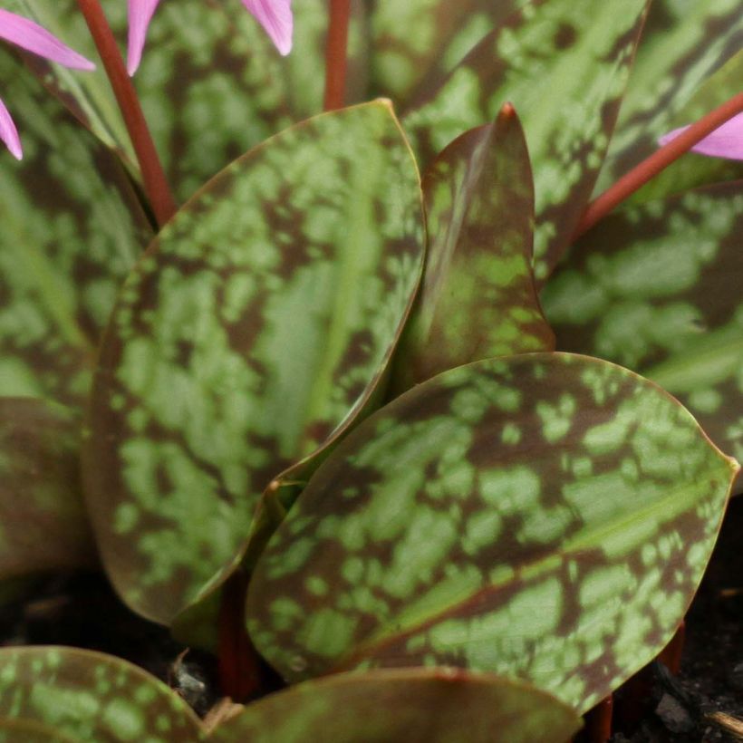 Erythronium dens canis Purple King (Foliage)