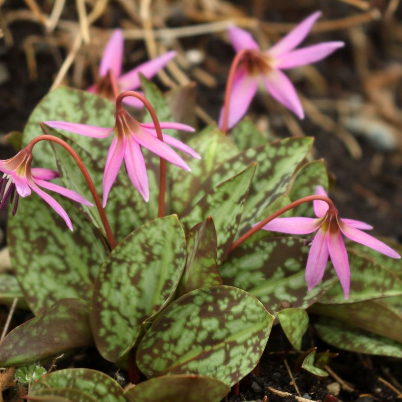 Erythronium dens canis Purple King (Plant habit)