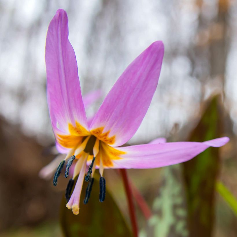 Erythronium dens canis Purple King (Flowering)