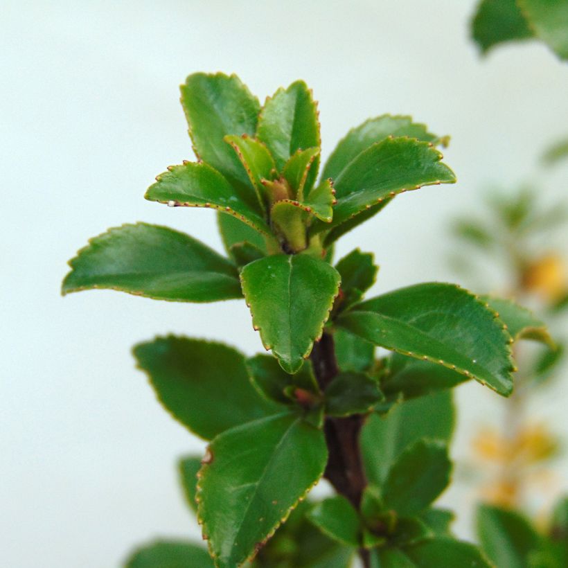 Escallonia Apple Blossom (Foliage)