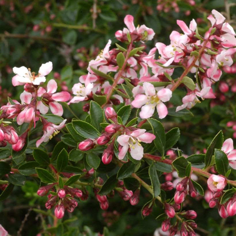 Escallonia Apple Blossom (Flowering)