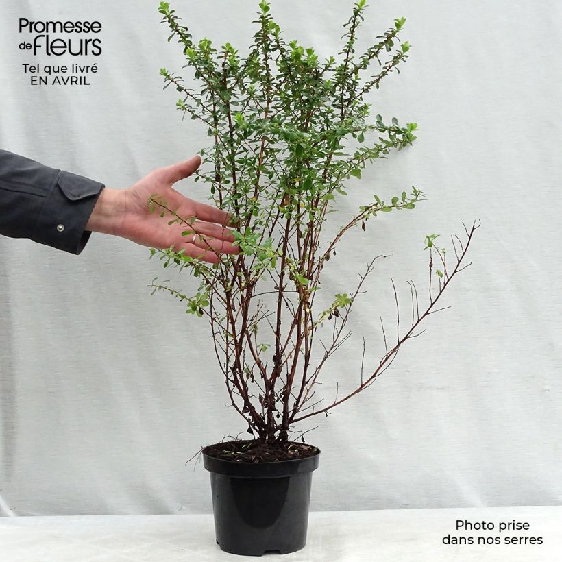Example of Escallonia Apple Blossom Pot de 2L/3L as you get in printemps