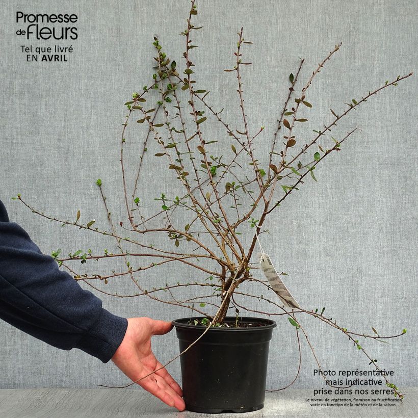 Example of Escallonia C.F. Ball Pot de 2L/3L as you get in printemps