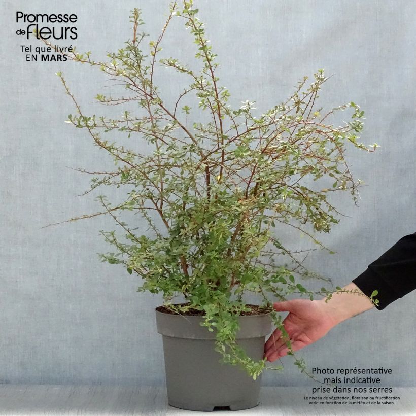 Example of Escallonia C.F. Ball Pot de 7,5L/10L as you get in printemps