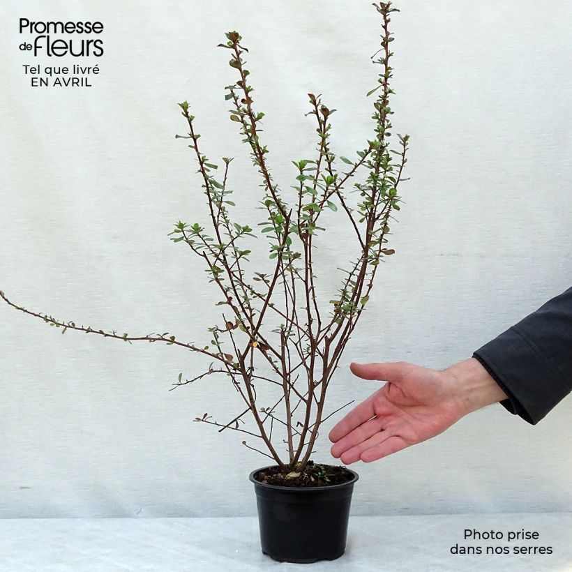 Example of Escallonia Darts Rosy Red Pot de 2L/3L as you get in printemps