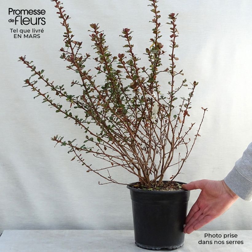 Example of Escallonia Donard Radiance Pot de 3L/4L as you get in printemps